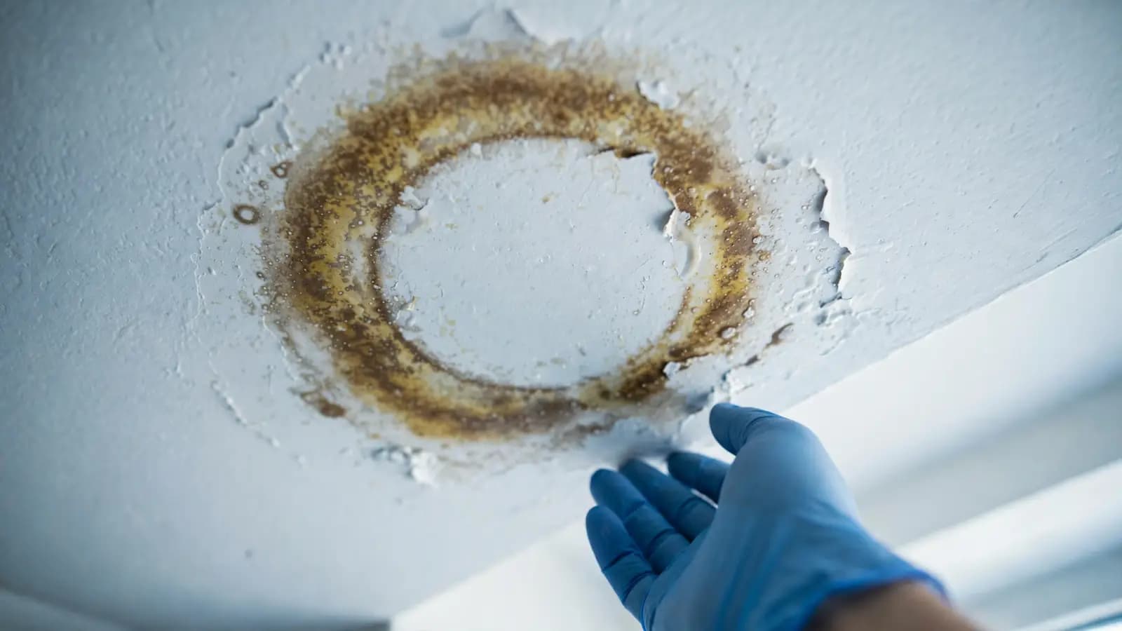 Brown ring-shaped water stain on a painted ceiling